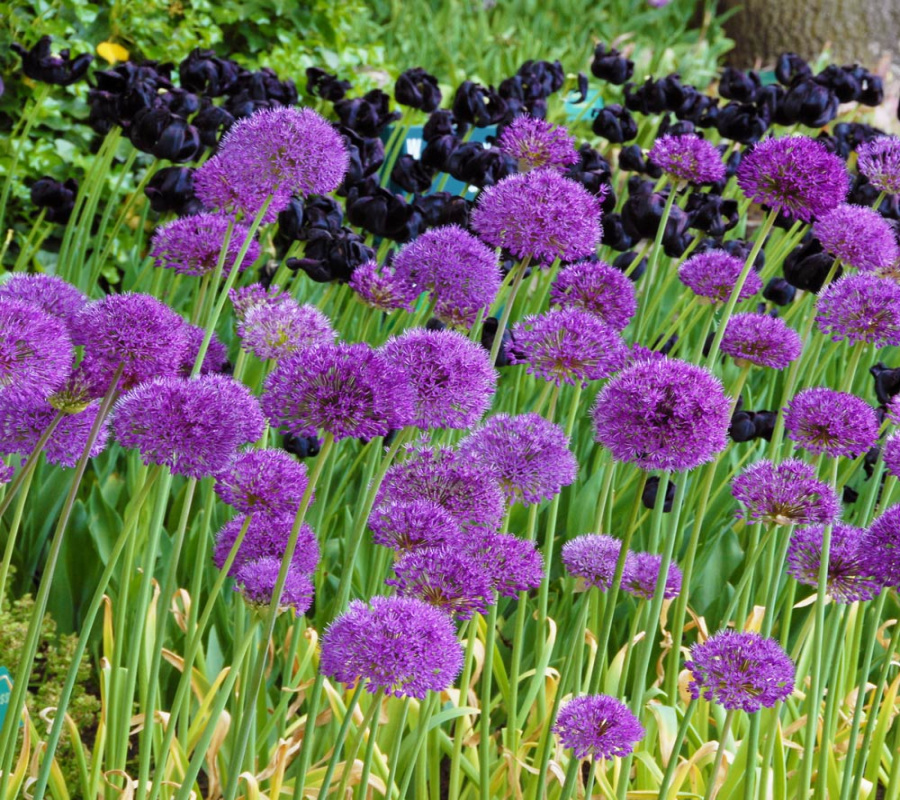 Allium Allium