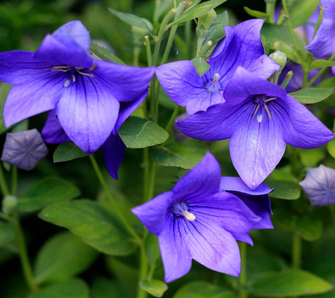Balloon Flower (Platycodon grandiflorus) Perennial Balloon Flower (Platycodon grandiflorus) Perennial