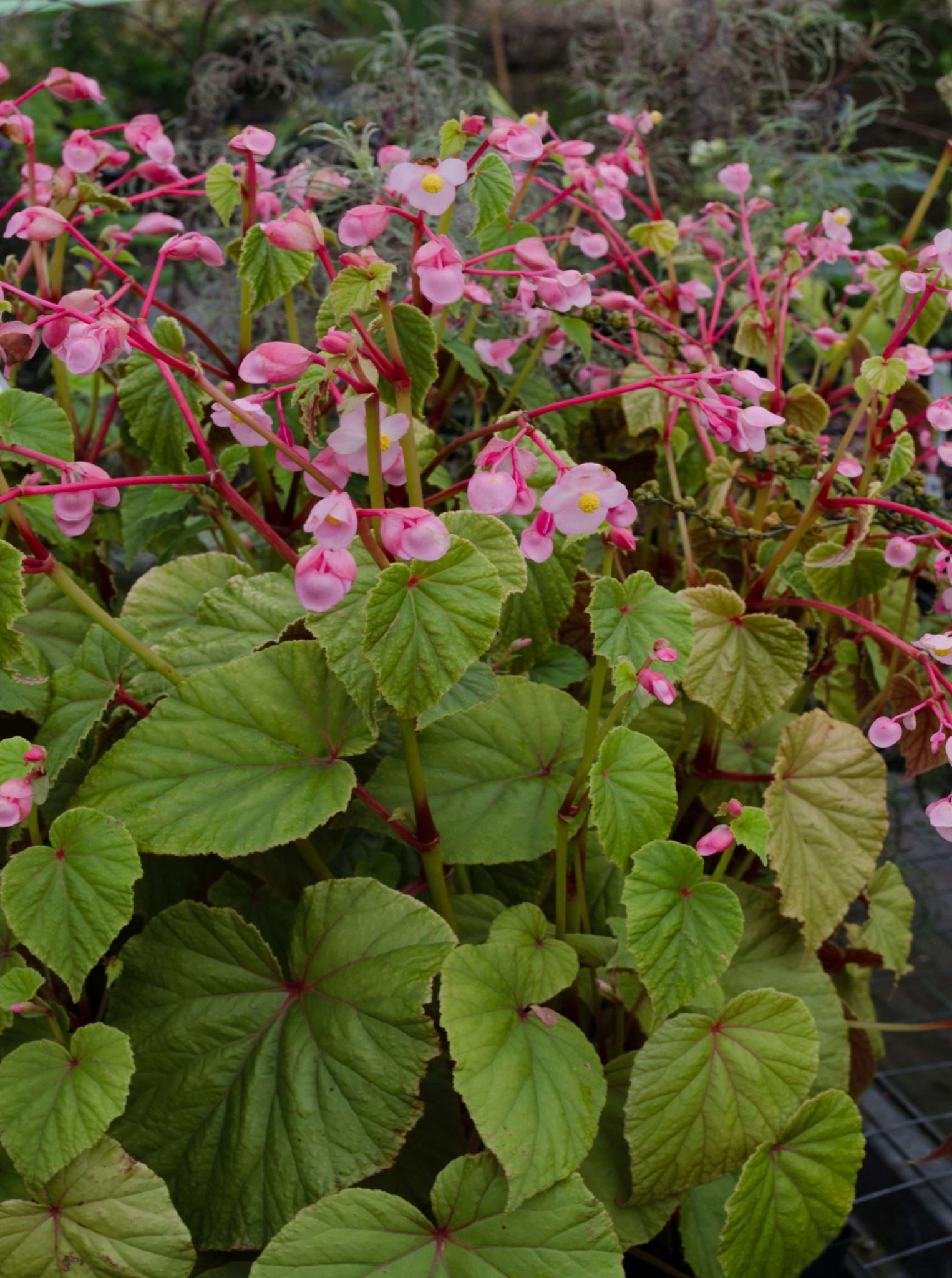 Begonia grandis Begonia grandis
