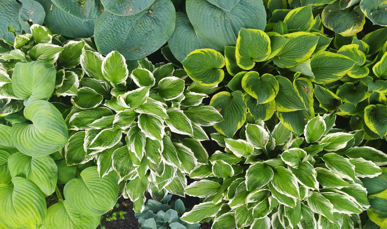 Best Shade Perennials to Plant in Your Yard Best Shade Perennials to Plant in Your Yard