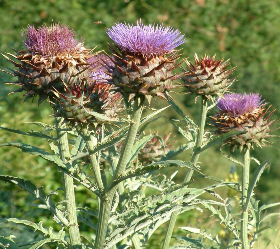 Buy Cynara cardunculus - Architectural Plants Buy Cynara cardunculus - Architectural Plants