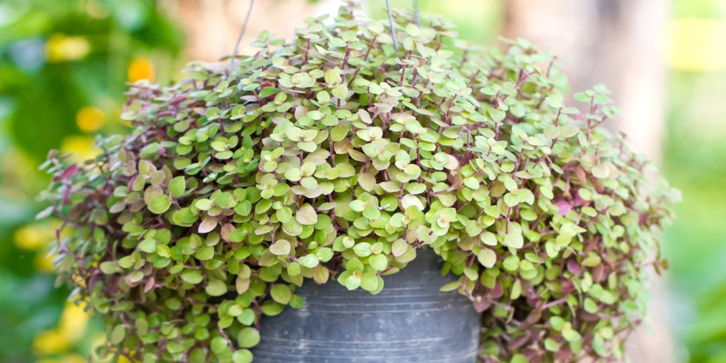 Callisia Repens: How to Plant, Grow and Care For Turtle Vine Callisia Repens: How to Plant, Grow and Care For Turtle Vine