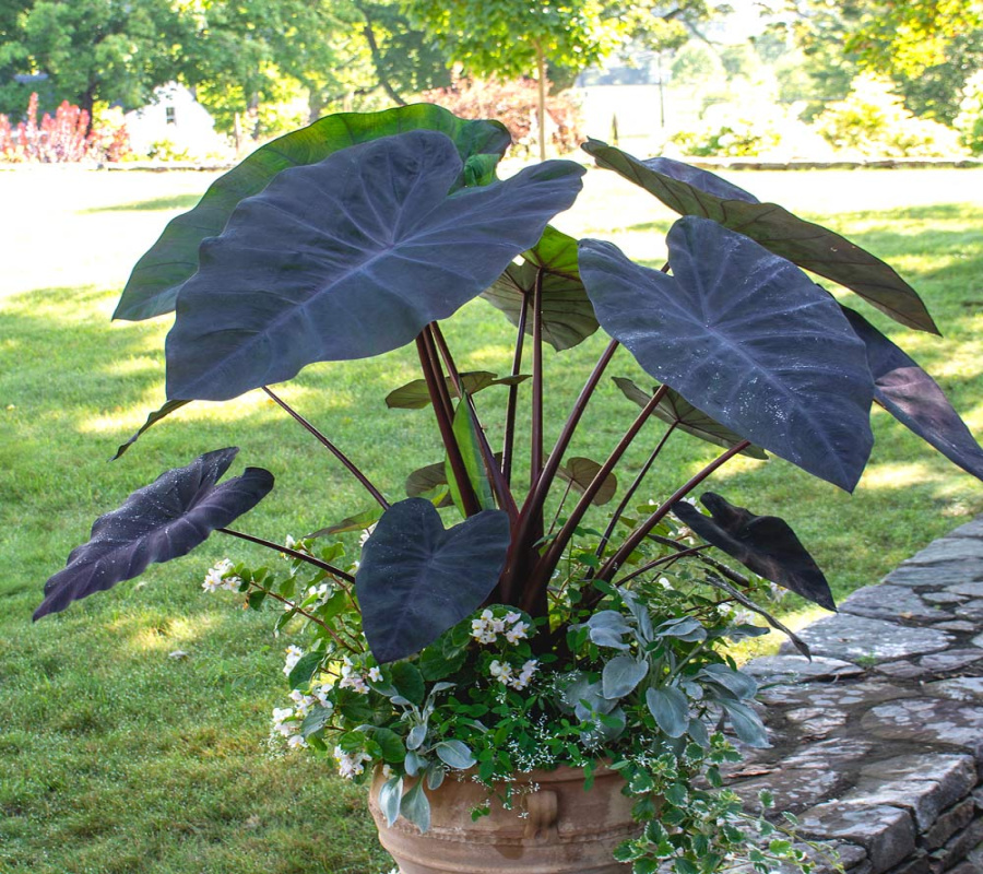 Colocasia esculenta Colocasia esculenta