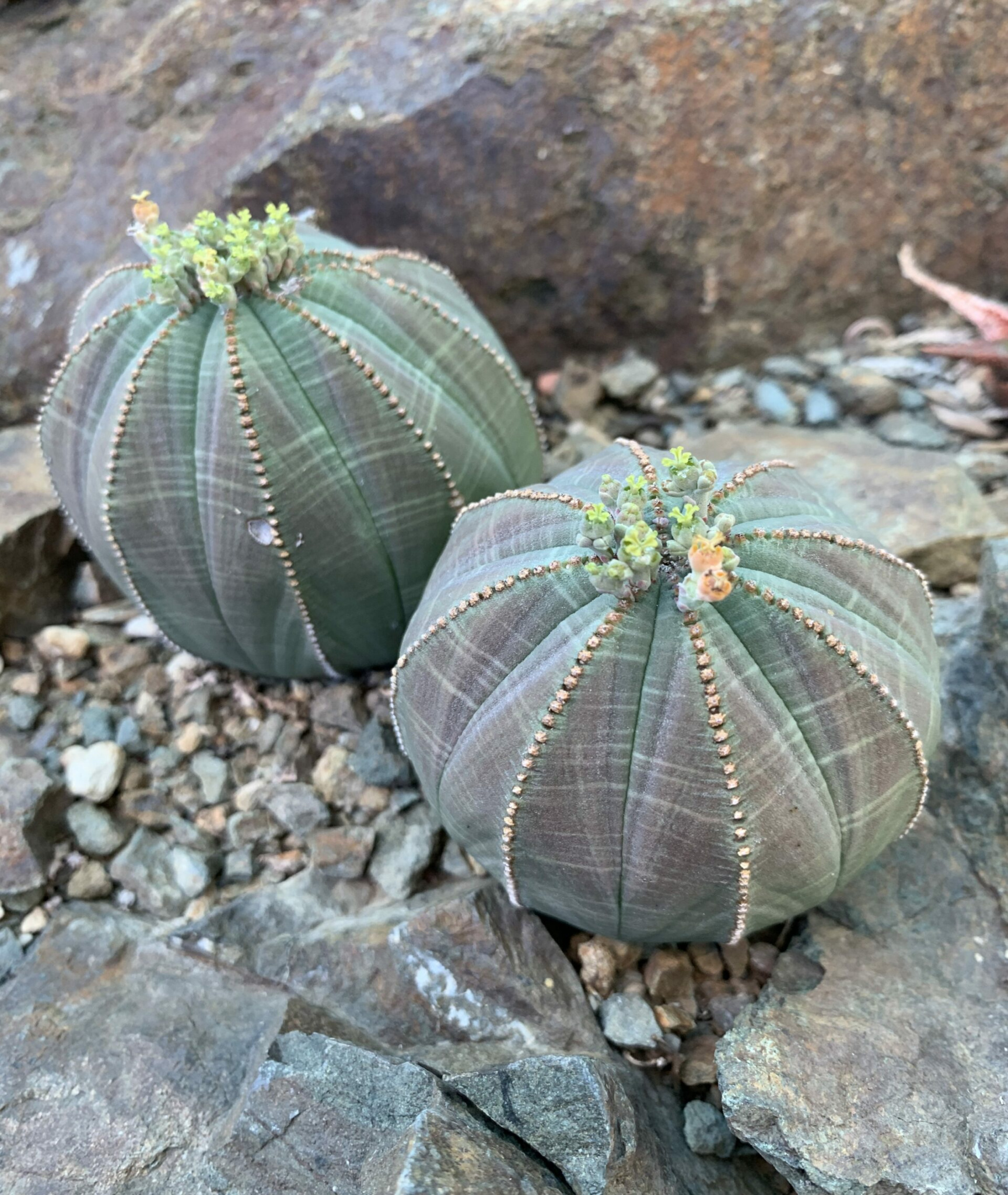 Euphorbia obesa - The Ruth Bancroft Garden & Nursery Euphorbia obesa - The Ruth Bancroft Garden & Nursery