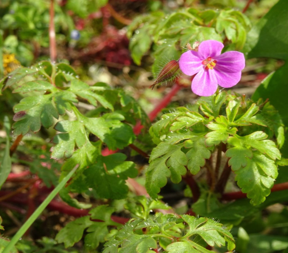 Herb Robert - The Foraging Foodie geranium robertianum Herb Robert - The Foraging Foodie geranium robertianum
