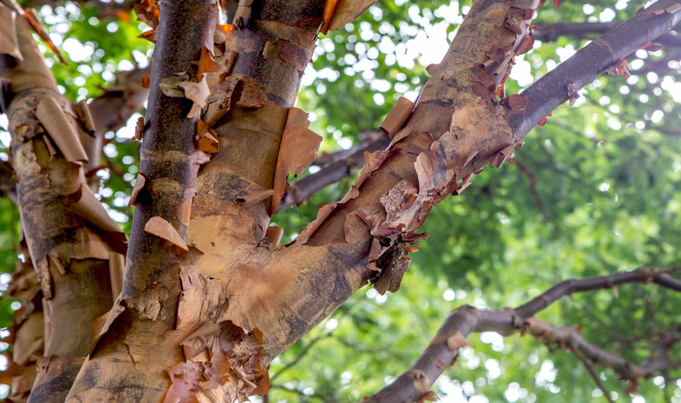 How to Grow and Care for a Paperbark Maple Tree How to Grow and Care for a Paperbark Maple Tree