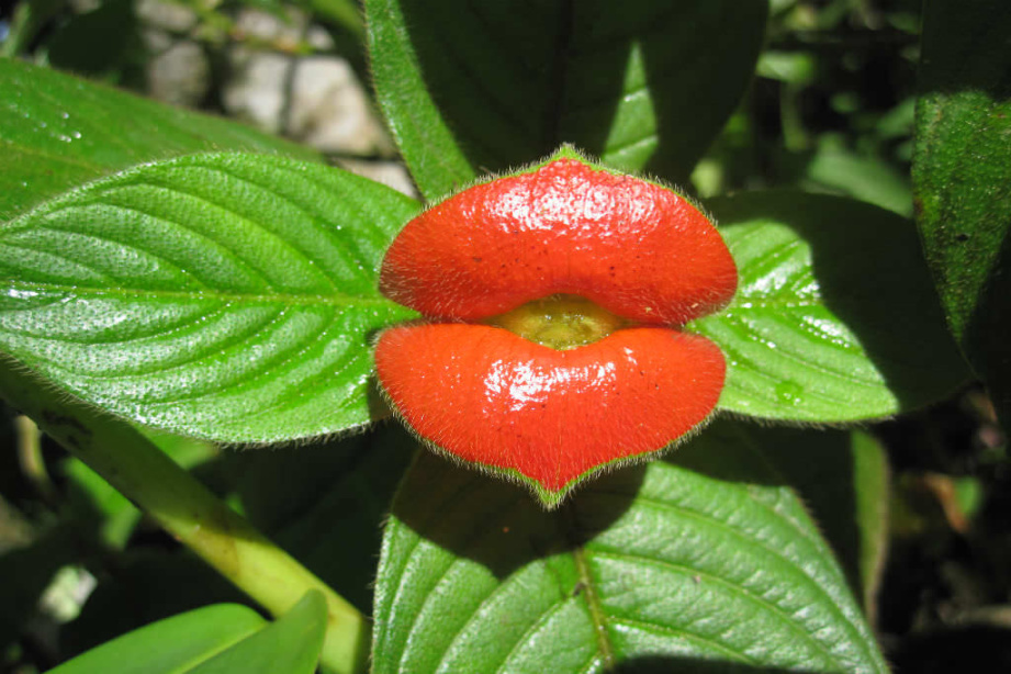 How to Grow and Care for Hot Lips Plant - World of Flowering Plants How to Grow and Care for Hot Lips Plant - World of Flowering Plants