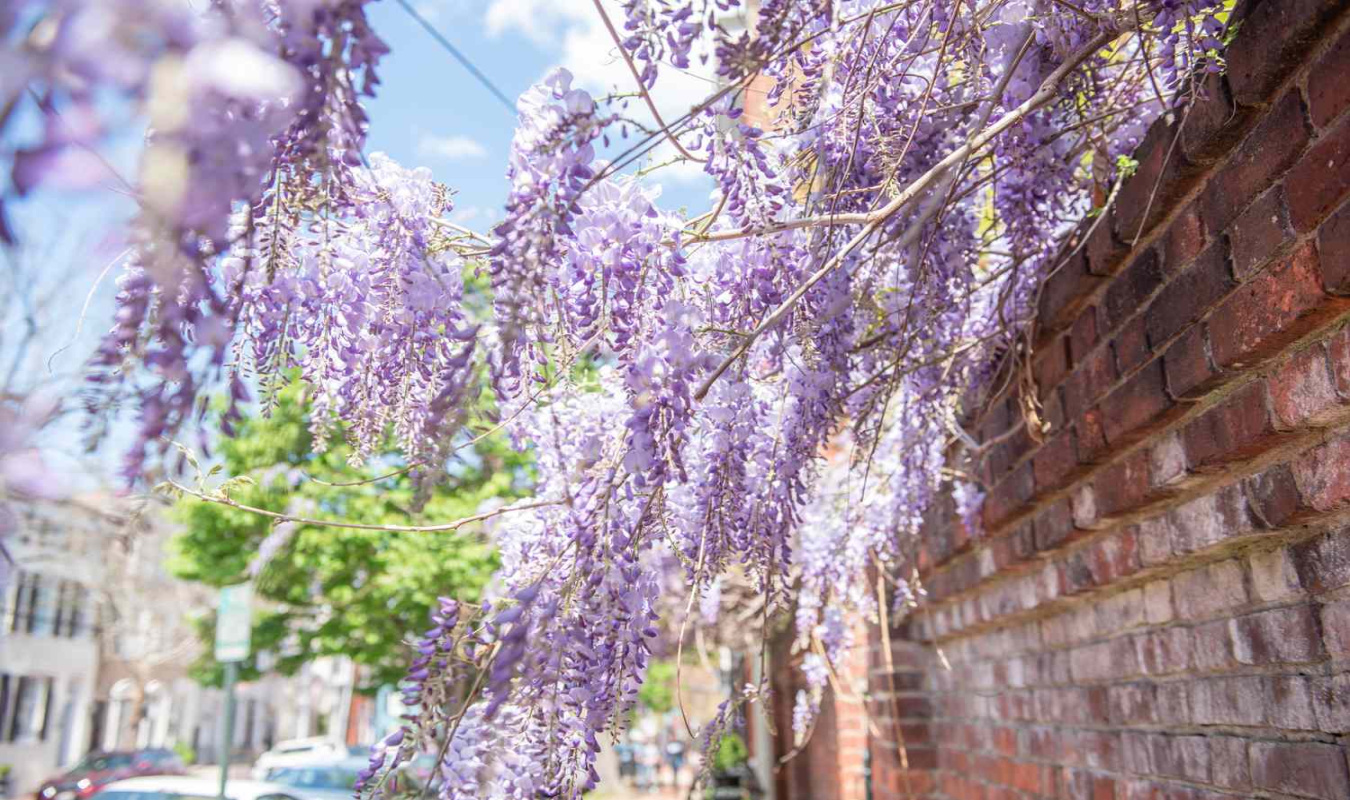 How to Identify and Remove Chinese Wisteria How to Identify and Remove Chinese Wisteria