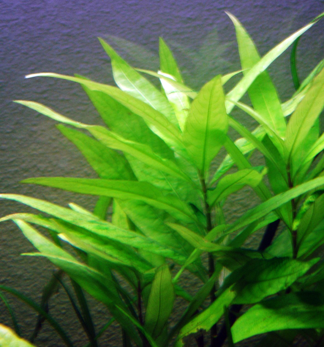 Hygrophila corymbosa - Wikipedia Hygrophila corymbosa - Wikipedia