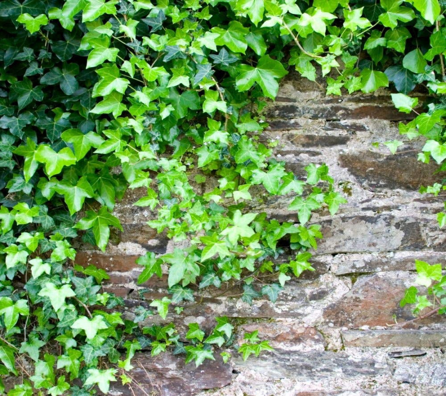 Irish Ivy - Hedera Hibernica besthedging Irish Ivy - Hedera Hibernica besthedging