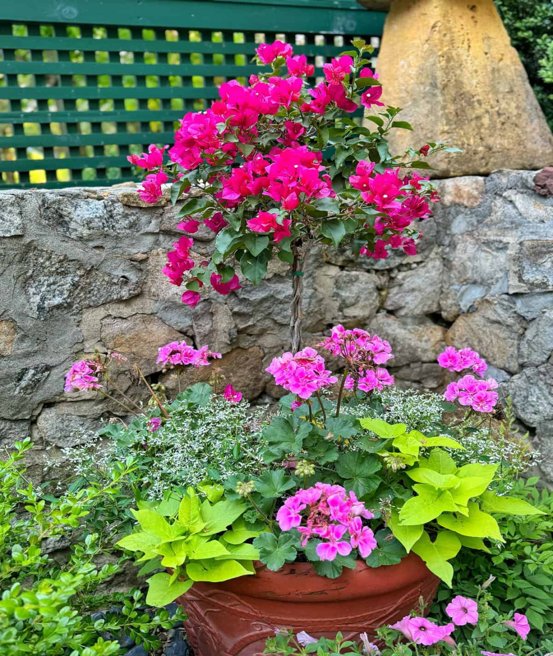 Overwintering Bougainvillea: Yes, You Can Keep It Alive! - Bricks Overwintering Bougainvillea: Yes, You Can Keep It Alive! - Bricks