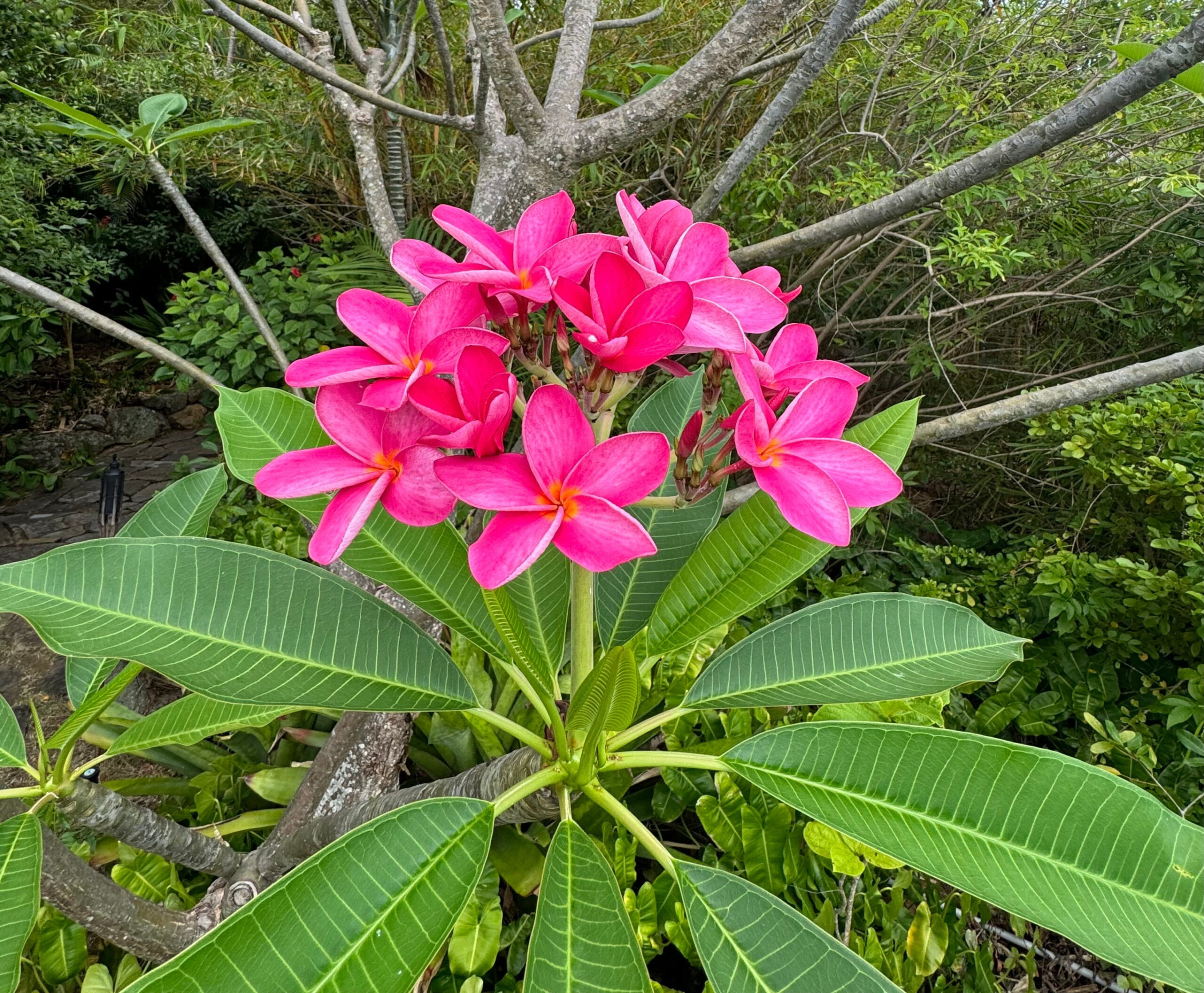 Plumeria Rubra Red Orchid Flowering Tree Plumeria Rubra Red Orchid Flowering Tree