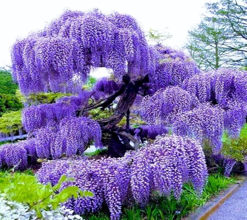 Purple Wisteria Live Plants, Set Wisteria Trees Live Plants to Inches Tall, in Purple Wisteria Live Plants, Set Wisteria Trees Live Plants to Inches Tall, in