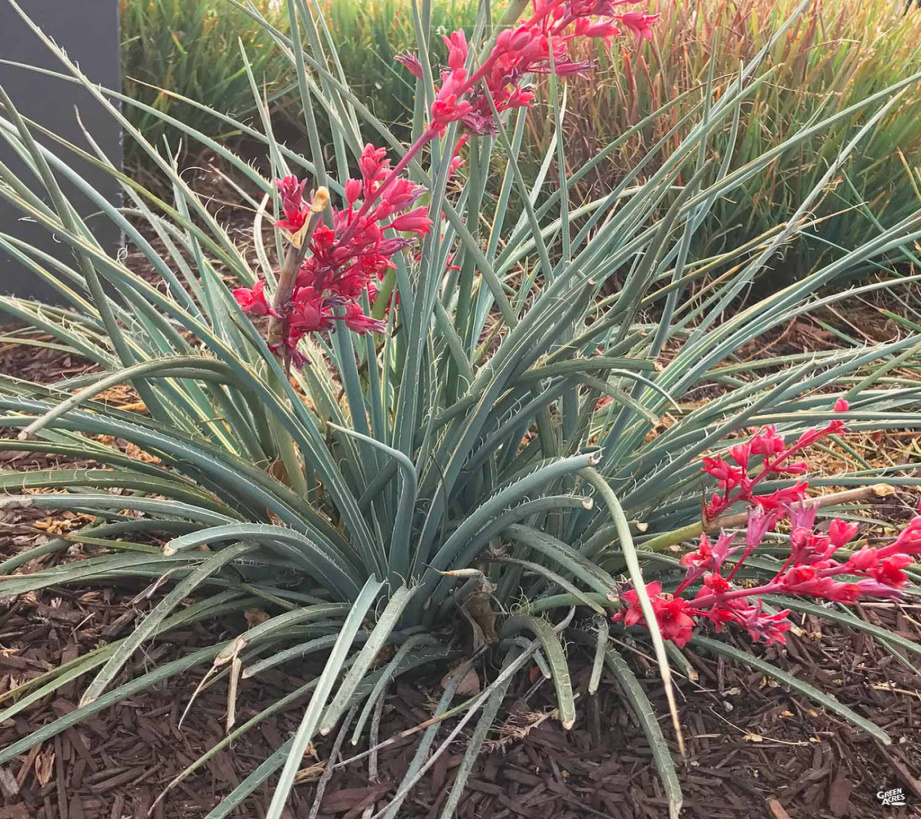Red Yucca Red Yucca