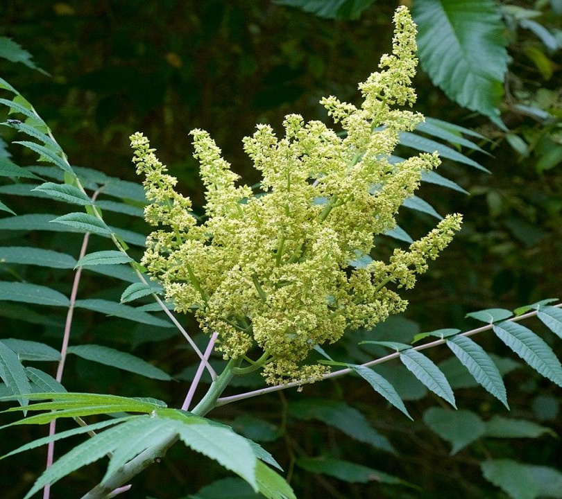 Rhus glabra ~ Smooth Sumac Rhus glabra ~ Smooth Sumac