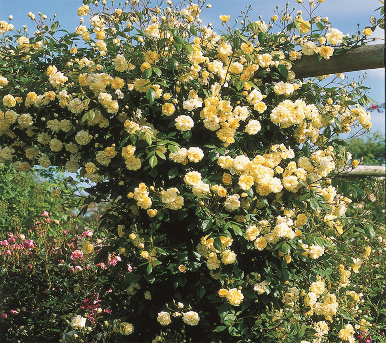 Rosa banksiae Lutea ( Rosa banksiae Lutea (
