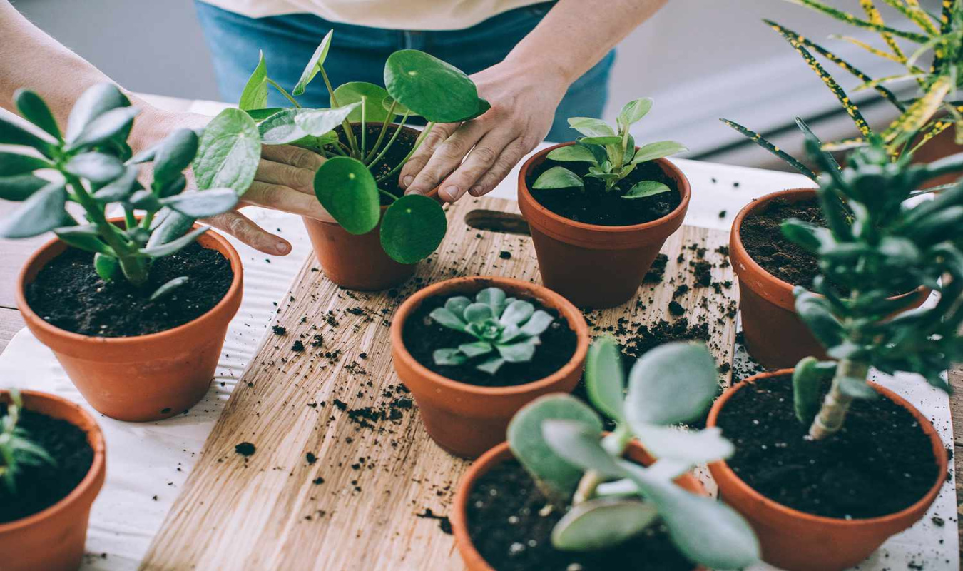 The Best Indoor Plants for Small Spaces The Best Indoor Plants for Small Spaces
