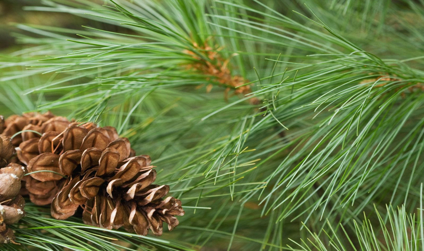 Tips For Planting White Pines: Care Of White Pine Trees In The Tips For Planting White Pines: Care Of White Pine Trees In The