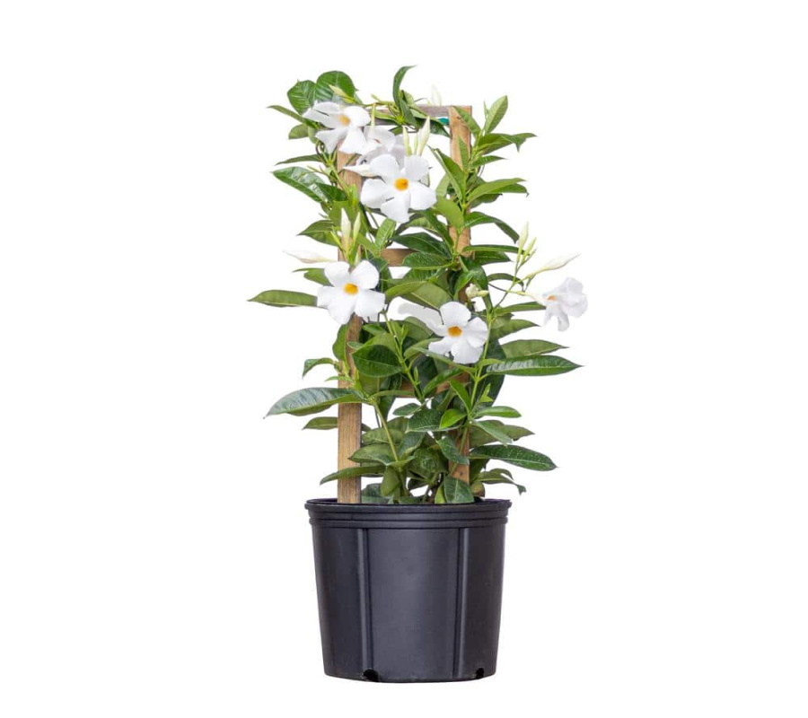 United Nursery White Mandevilla Trellis Sun Parasol Live Outdoor Vining Plant in United Nursery White Mandevilla Trellis Sun Parasol Live Outdoor Vining Plant in