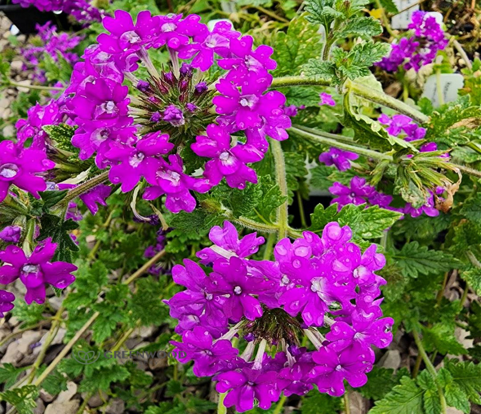 Verbena Homestead Purple Greenwood Nursery Verbena Homestead Purple Greenwood Nursery