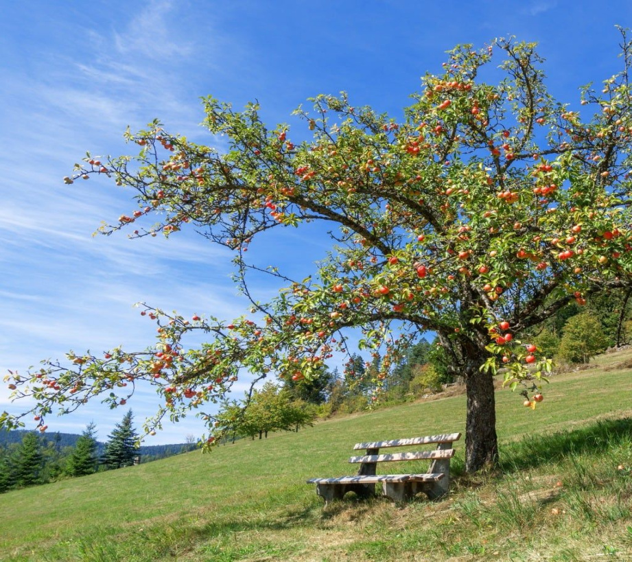 Domestic Apple Domestic Apple