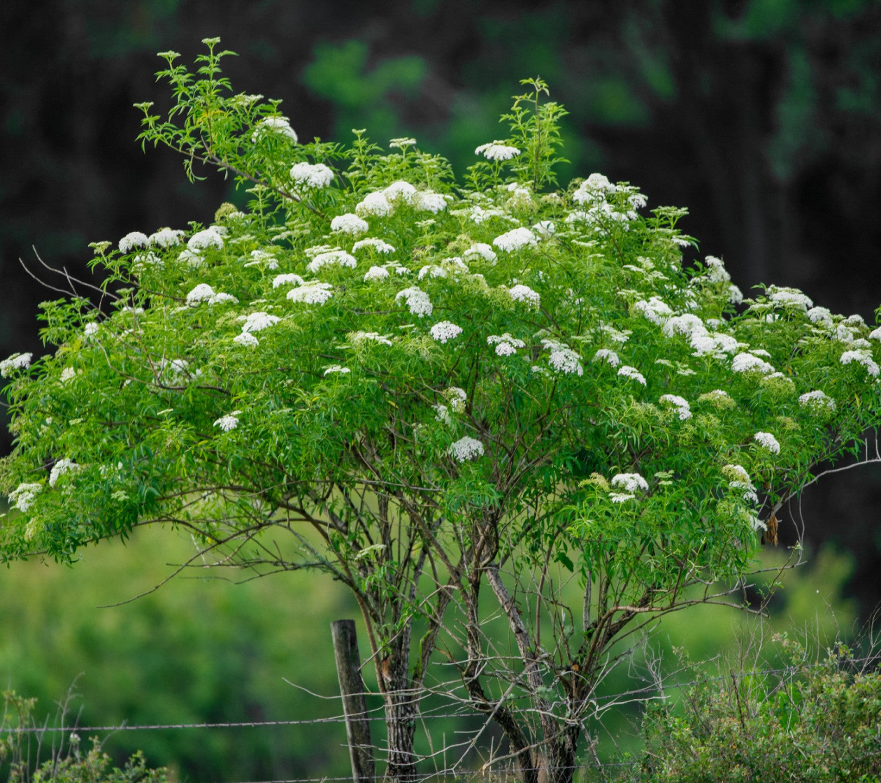 Elderberry Tree Seeds (Sambucus canadensis) Elderberry Tree Seeds (Sambucus canadensis)