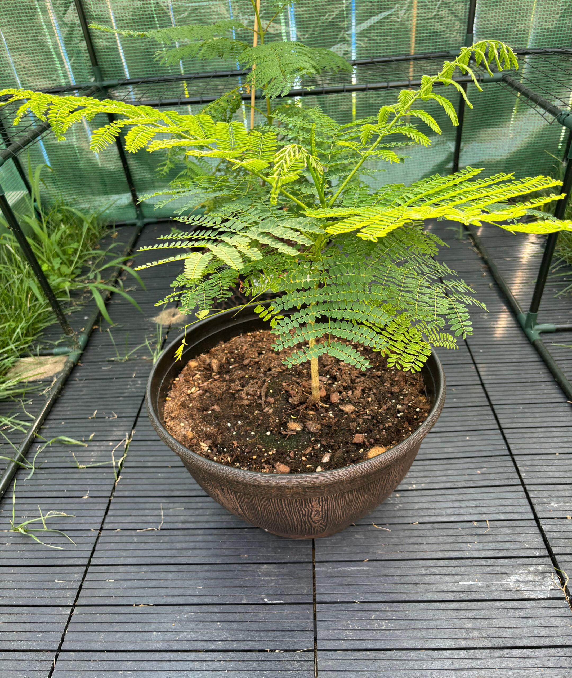 Flamboyant Tree Plant Care: Water, Light, Nutrients Greg App 🌱 Flamboyant Tree Plant Care: Water, Light, Nutrients Greg App 🌱