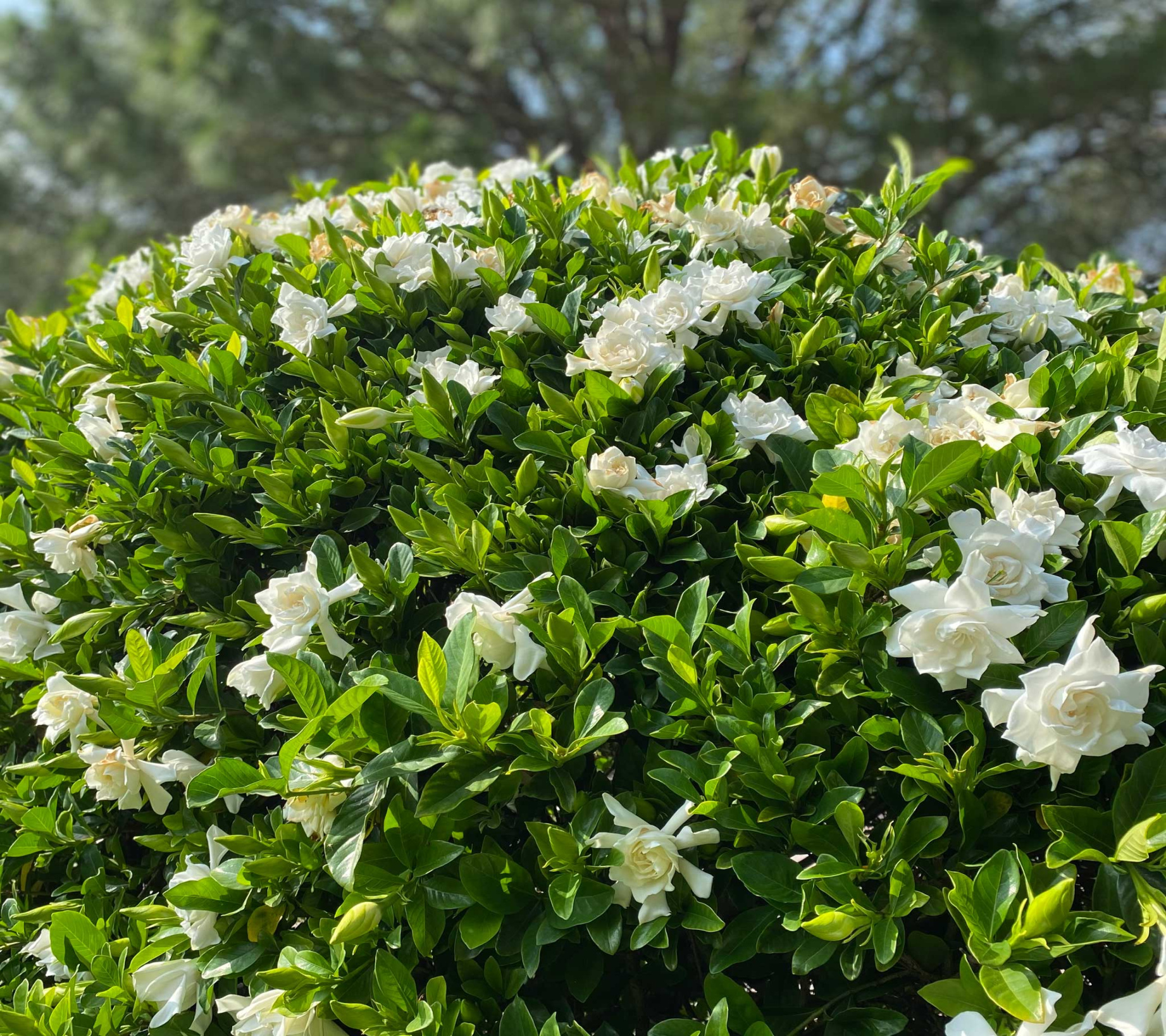 Frost Proof Gardenia - - ft. Frost Proof Gardenia - - ft.