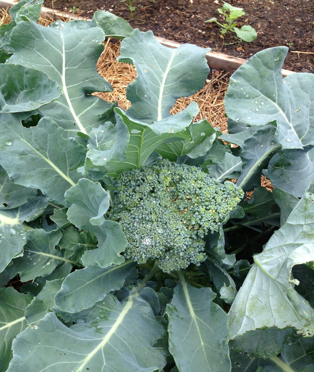 Growing Broccoli in a Home Garden University of Maryland Extension Growing Broccoli in a Home Garden University of Maryland Extension
