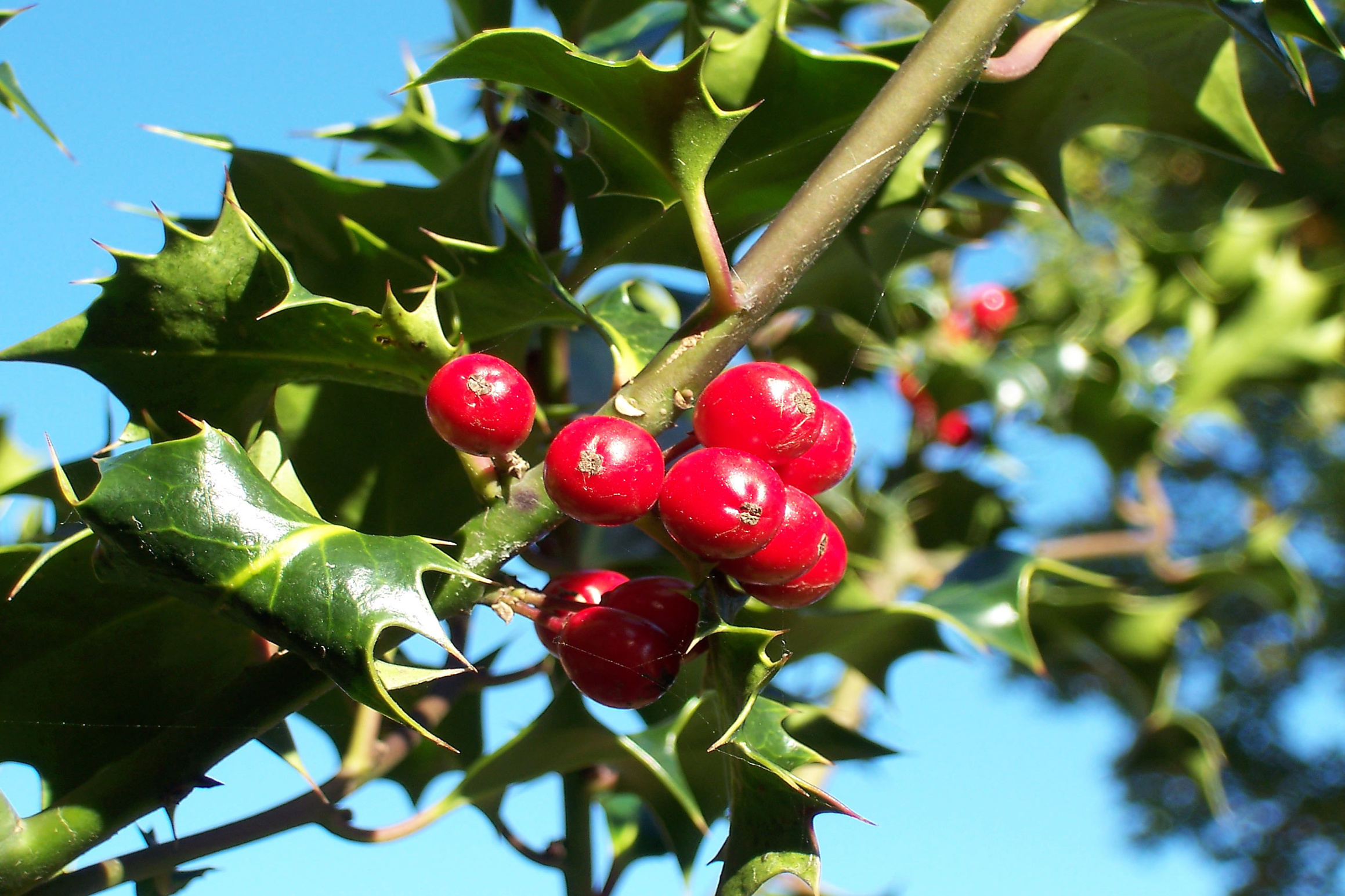 Holly - Wikipedia Holly - Wikipedia