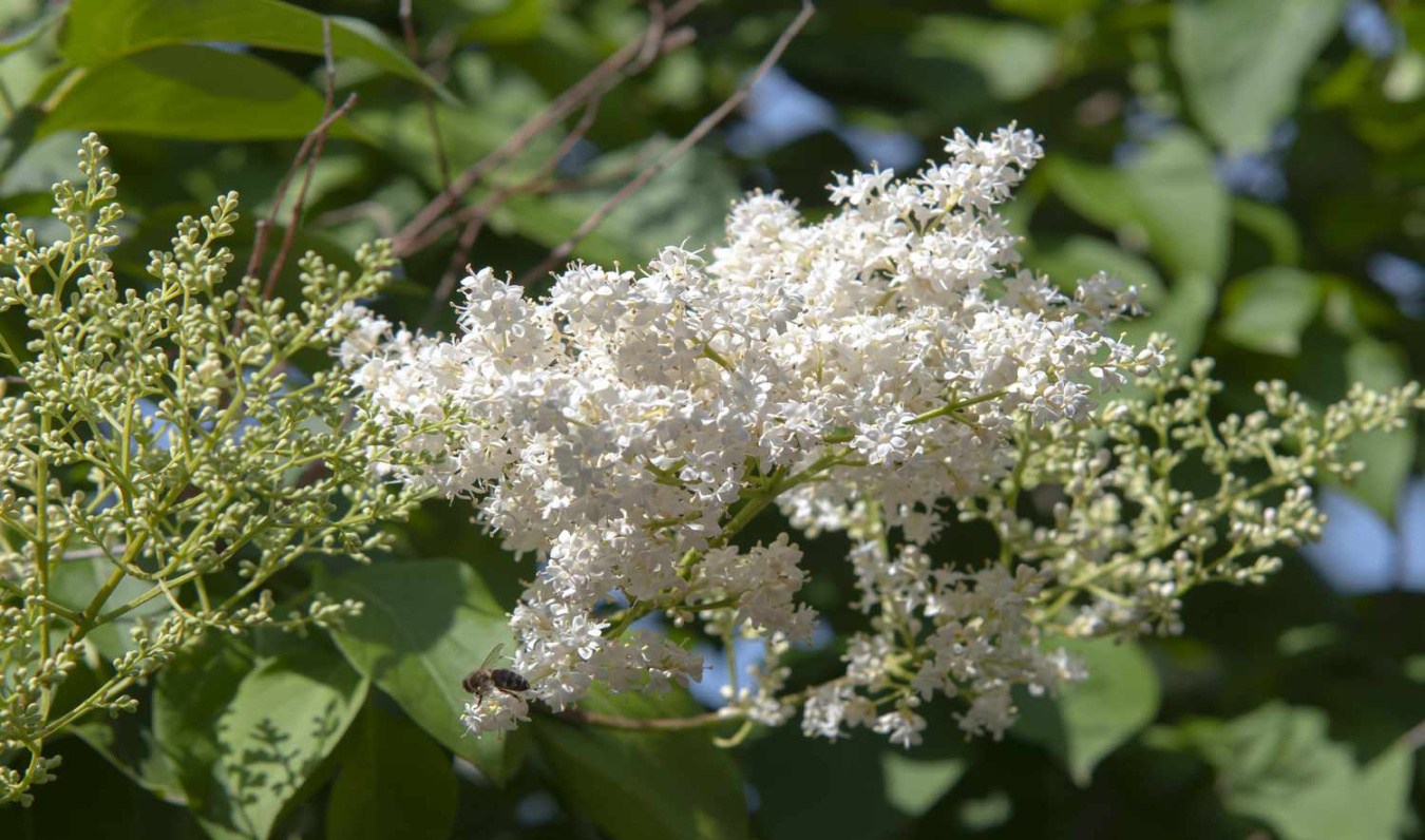How to Grow and Care for a Japanese Lilac Tree How to Grow and Care for a Japanese Lilac Tree