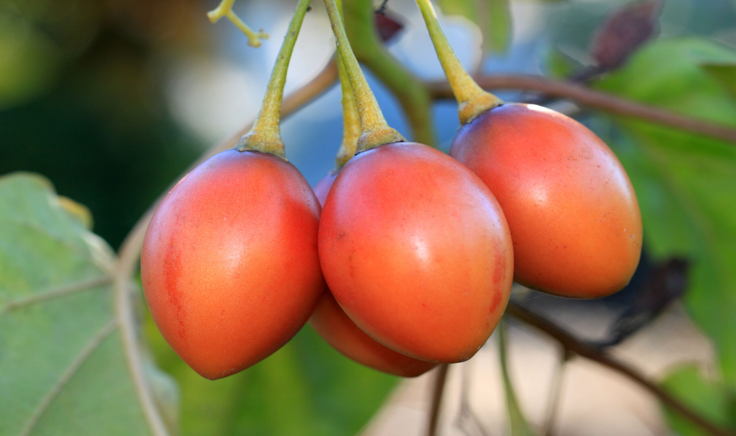 How to Plant and Grow a Tree Tomato (Tamarillo) How to Plant and Grow a Tree Tomato (Tamarillo)