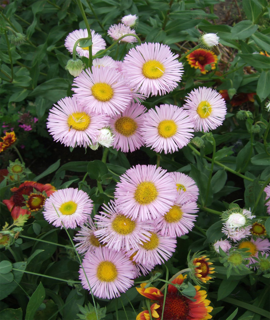 How to Plant and Grow Fleabane How to Plant and Grow Fleabane