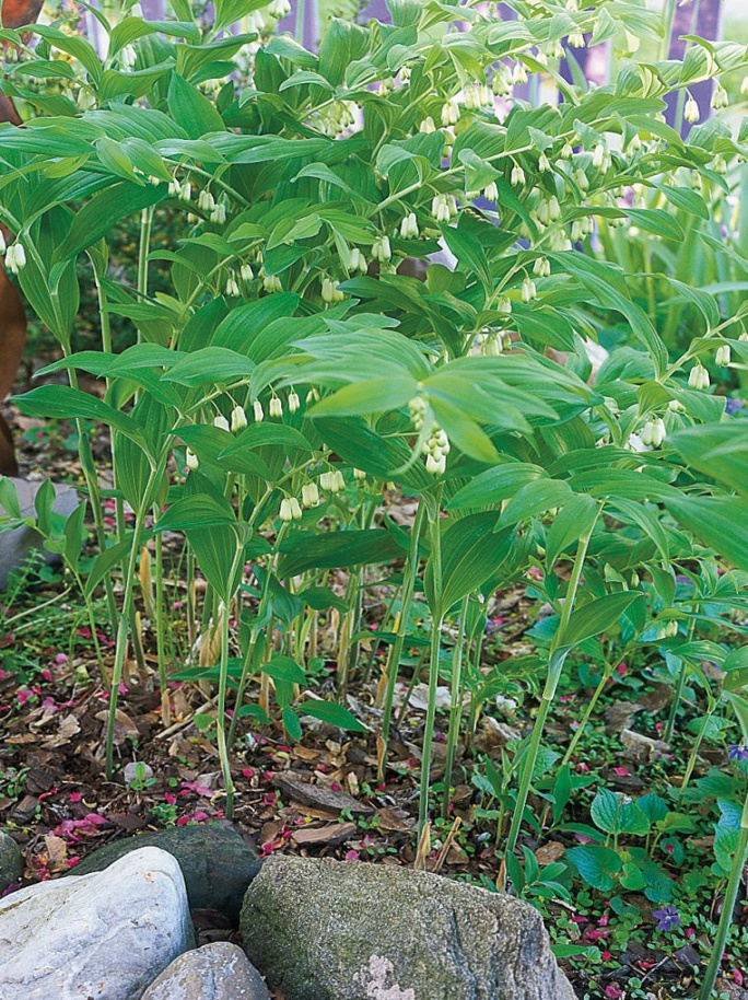 How to Plant and Grow Solomon How to Plant and Grow Solomon