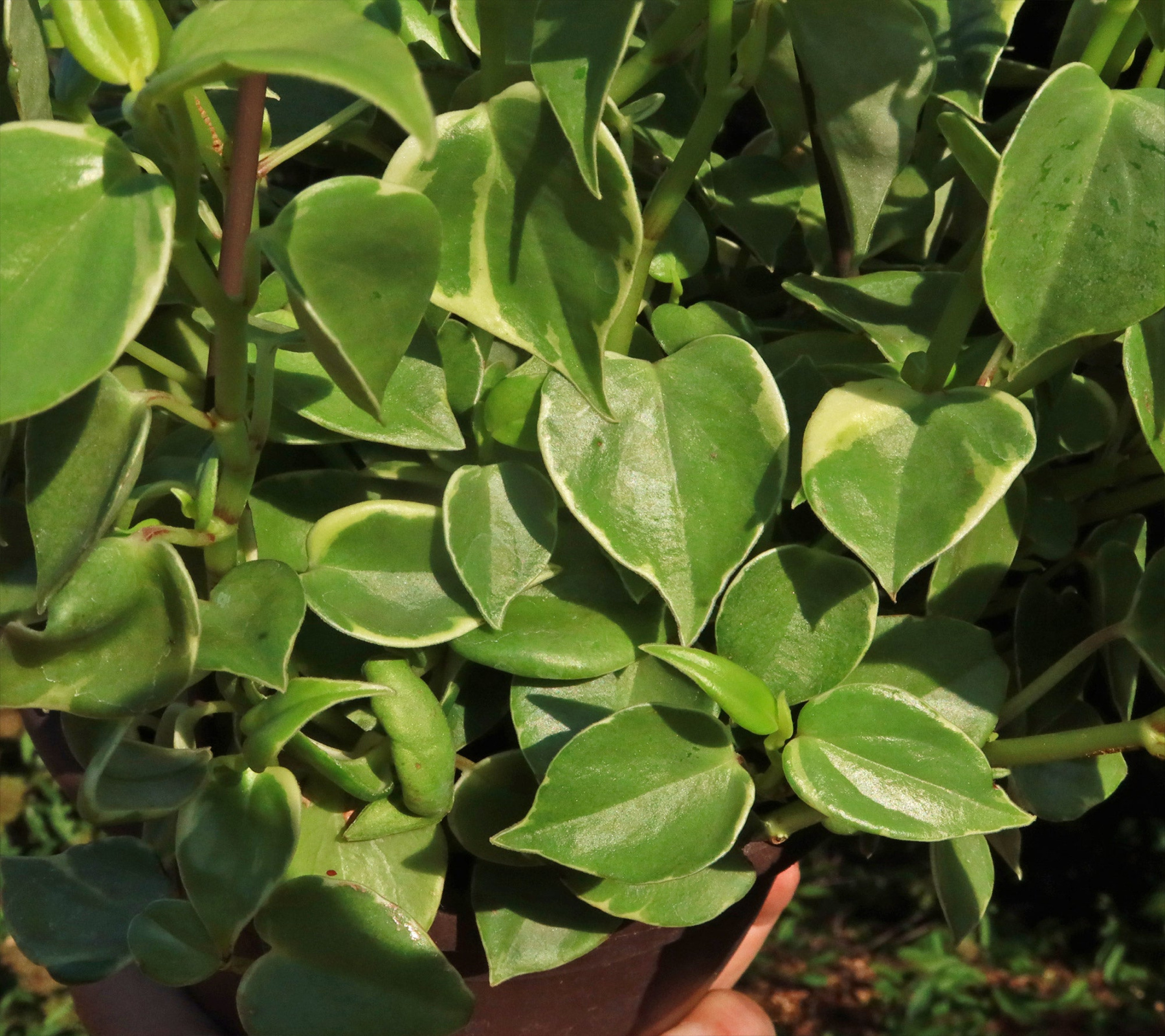 Peperomia scandens Variegata - Variegated Cupid Peperomia Peperomia scandens Variegata - Variegated Cupid Peperomia