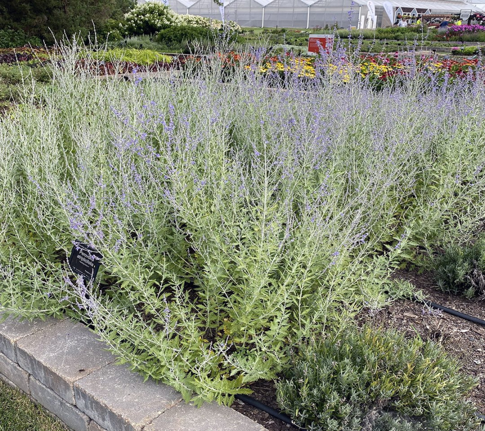 Perovskia atriplicifolia - Midwest Groundcovers, LLC Perovskia atriplicifolia - Midwest Groundcovers, LLC