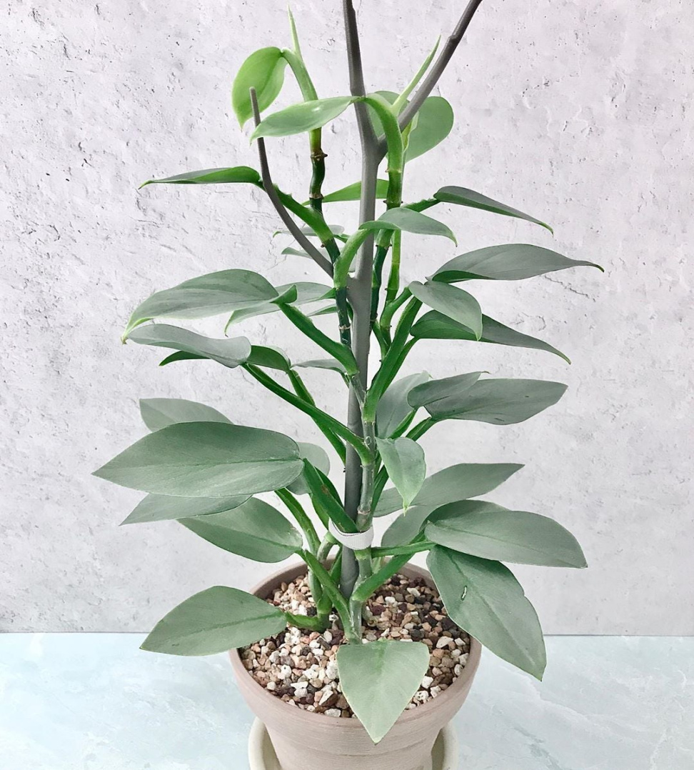 Philodendron Hastatum Plant Care: Water, Light, Nutrients Greg Philodendron Hastatum Plant Care: Water, Light, Nutrients Greg