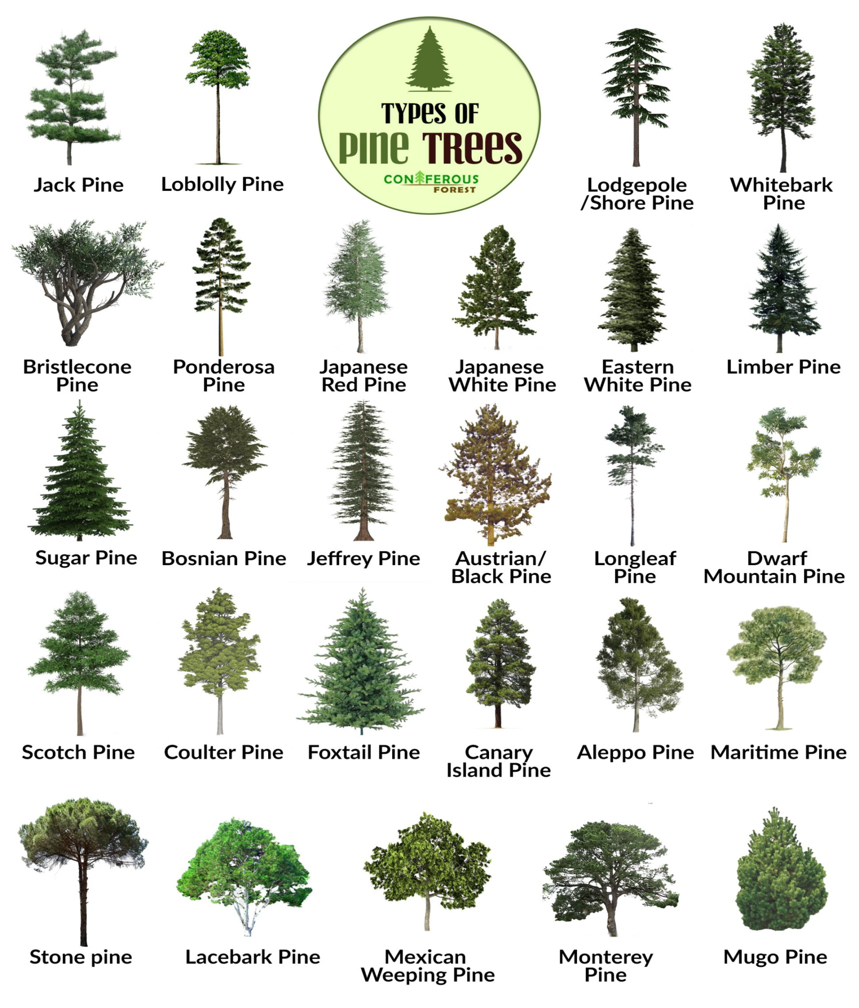 Pine Tree Facts, Types, Identification, Diseases, Pictures Pine Tree Facts, Types, Identification, Diseases, Pictures