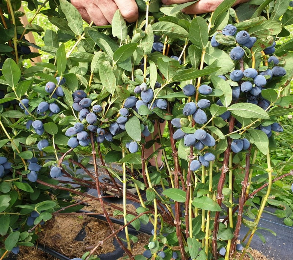 -Sweet Honeyberry Haskap Hedge Plants -Sweet Honeyberry Haskap Hedge Plants