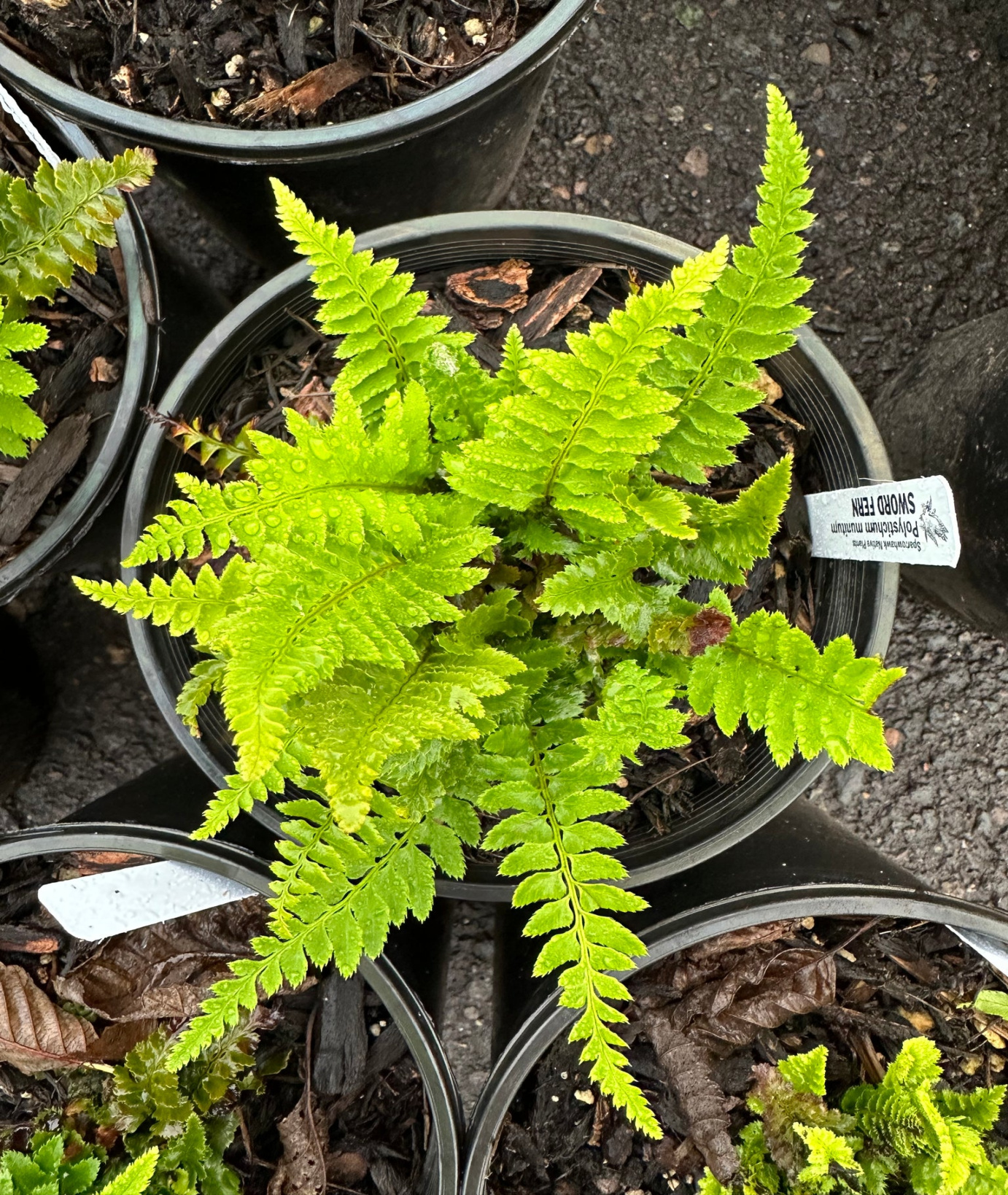 Sword Fern – Sparrowhawk Native Plants Sword Fern – Sparrowhawk Native Plants