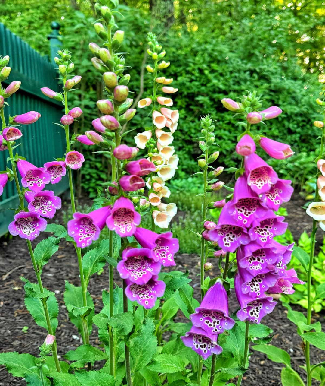 The Secret to Growing Foxgloves: My -Year Journey to Success The Secret to Growing Foxgloves: My -Year Journey to Success