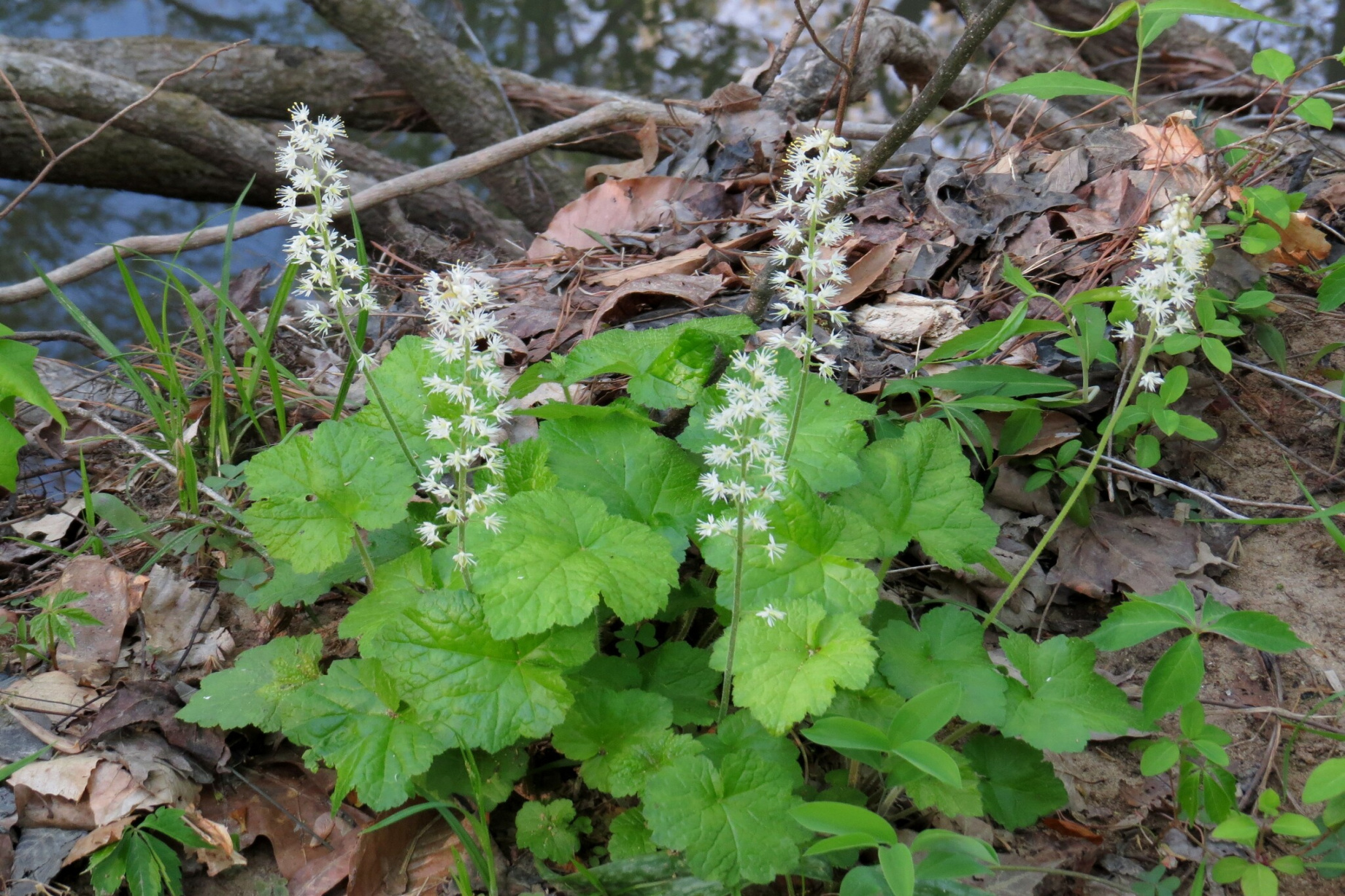 Tiarella - Wikipedia Tiarella - Wikipedia