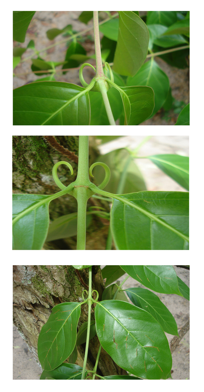 Uncaria tomentosa - Wikipedia Uncaria tomentosa - Wikipedia