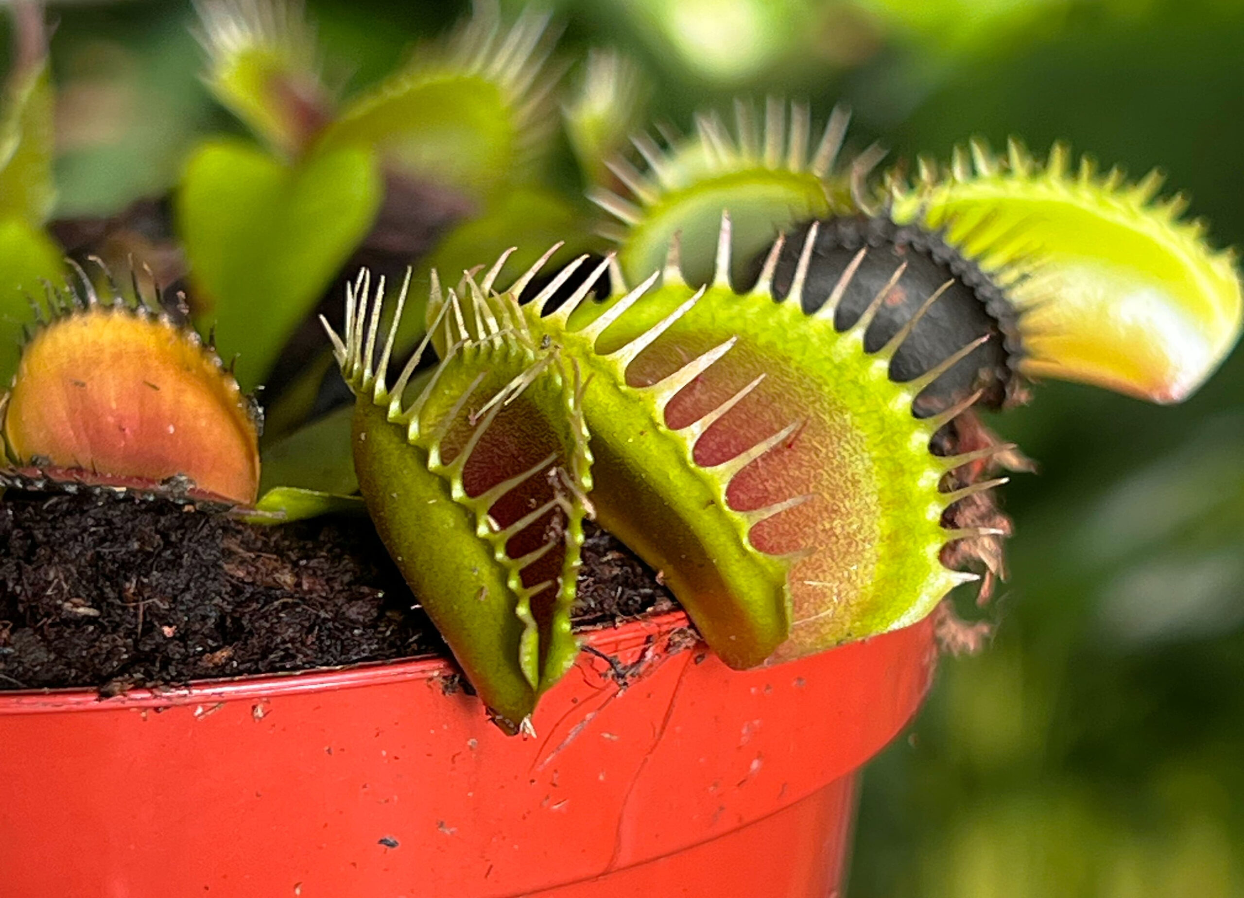 Venus Fly Trap (Dionaea Muscipula) Review Houseplant UK Venus Fly Trap (Dionaea Muscipula) Review Houseplant UK