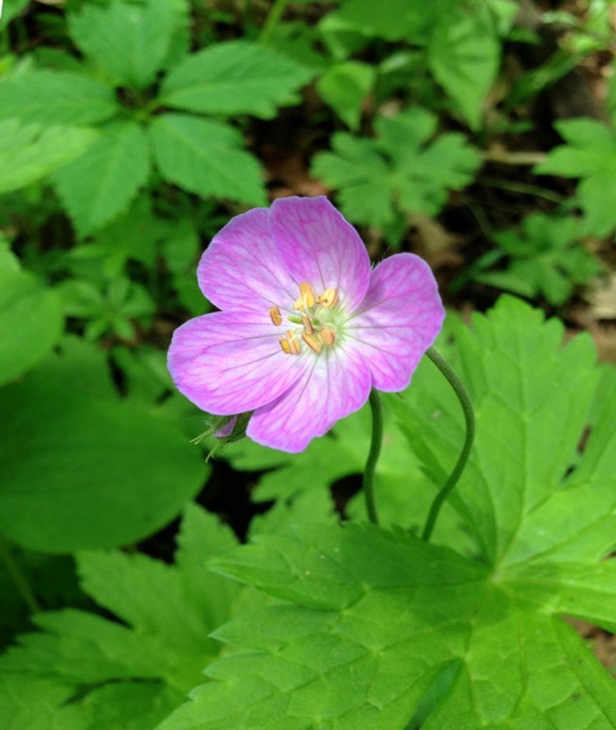 Wild Geranium Wild Geranium