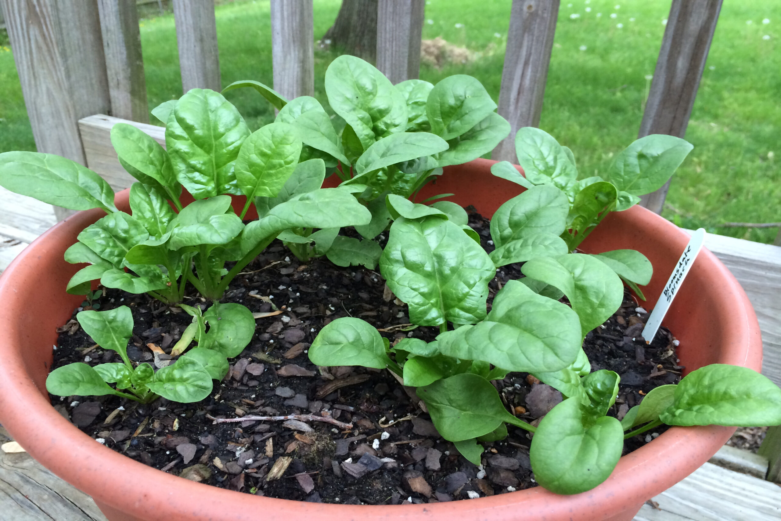 You Can Grow That: Spinach - You Can Grow That: Spinach -