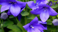Balloon Flower (Platycodon grandiflorus) Perennial