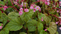 Begonia grandis