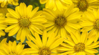 Bright Lights™ Yellow African Daisy - Order Online