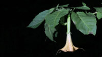 Brugmansia suaveolens (Humb. & Bonpl. ex Willd